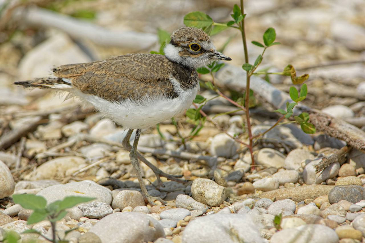 Corriere piccolo (Charadrius dubius) juv